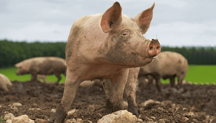 fat as green jet fuel