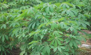 agriccassava