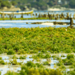 Algacultire and biofuels