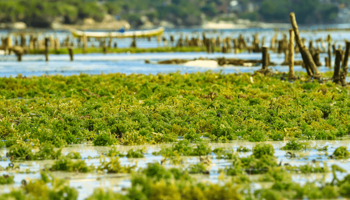 Algacultire and biofuels