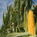 Hidden treasure in agric