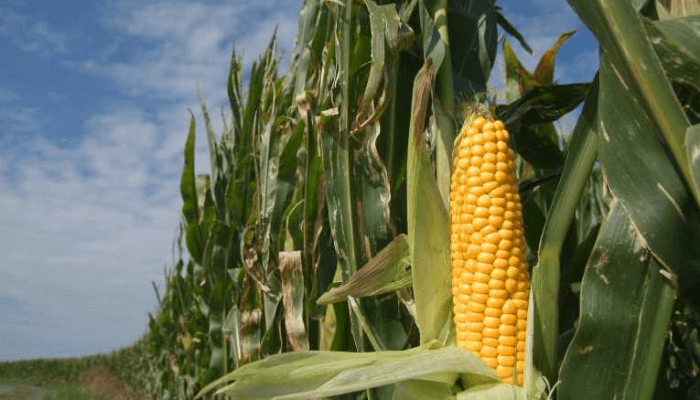 Hidden treasure in agric