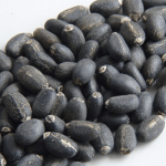 Jatropha seed