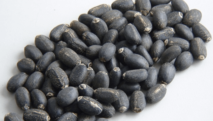 Jatropha seed