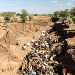 International Livestock Research Institute