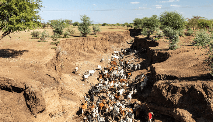 International Livestock Research Institute