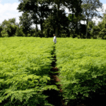 Moringa plantation