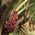 Palm oil