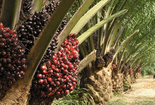 Palm oil