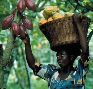 cocoa-farm
