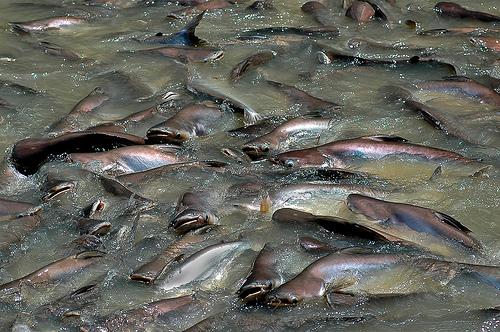 fish farming