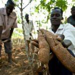 cassava