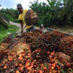 Nigerian palm oil producers embrace global standards, certification
