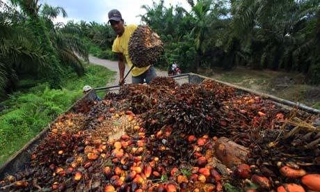 oil palm