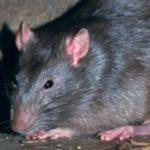 Lassa Fever: All you need to know about how viral illness spread?