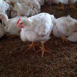 Traders lament closure of livestock market in Akwa Ibom