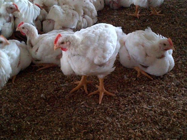 Traders lament closure of livestock market in Akwa Ibom