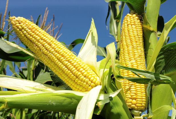 Outrage as CBN gives 4 foreign firms nod to import maize