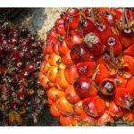 Palm Oil