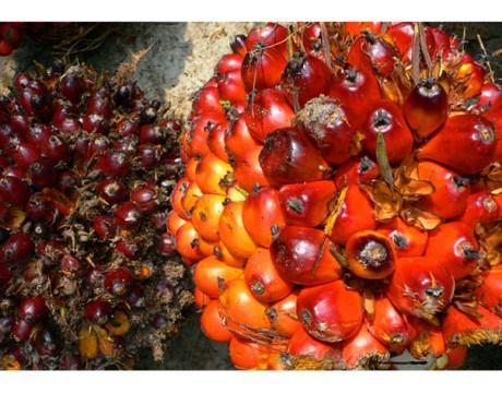 Palm Oil