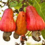 cashews