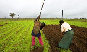 MDG--African-small-farmer-007