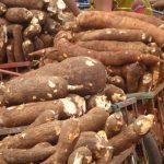 CBN begins FX restriction for import of cassava and derivatives