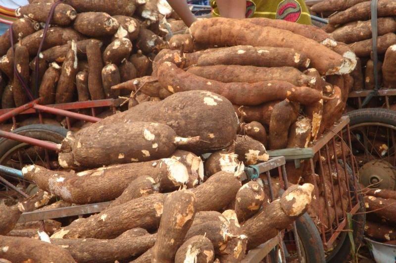 CBN begins FX restriction for import of cassava and derivatives