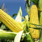 CBN’s bet on these 10 crops creates opportunity for investors