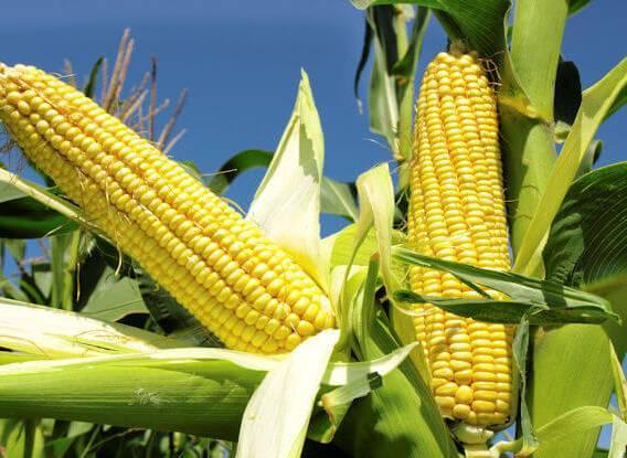 CBN’s bet on these 10 crops creates opportunity for investors