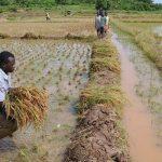 Rice Farmers