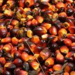 oil palm