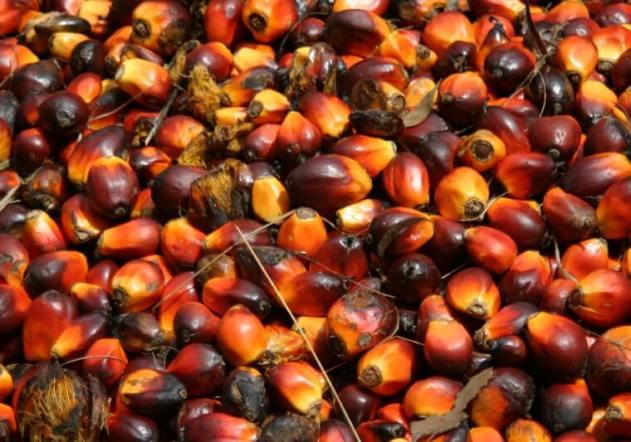 oil palm