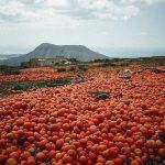 Gbfoods boosts Nigeria’s economy with N20bn tomato processing factory