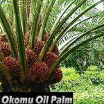 Okomu Oil Palm