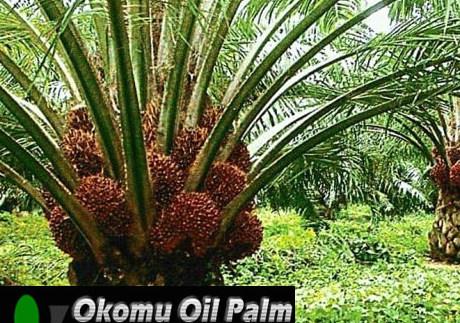 Okomu Oil Palm