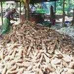 cassava processing