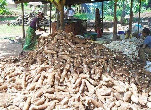cassava processing