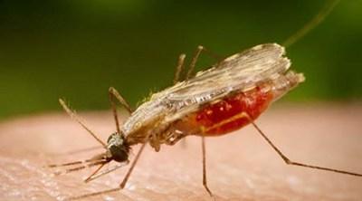 Rotary partners Ogun, Lagos to reduce spread of malaria scourge