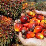 palm oil
