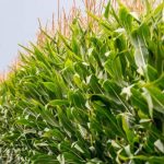 Gro intelligence Analysis