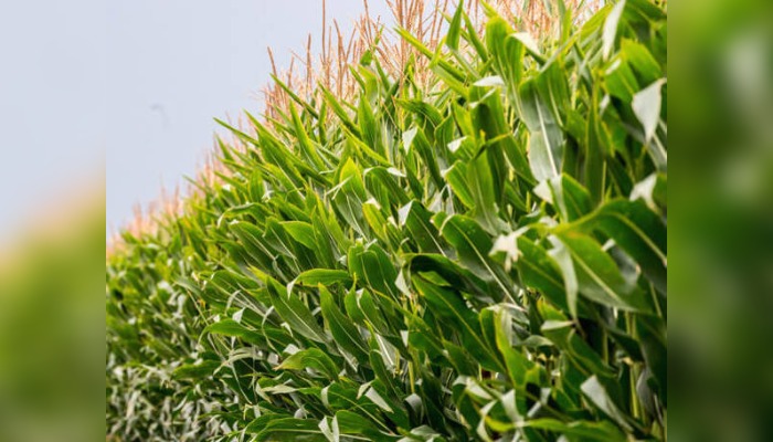 Gro intelligence Analysis