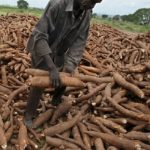 Cassava farmers in Oyo
