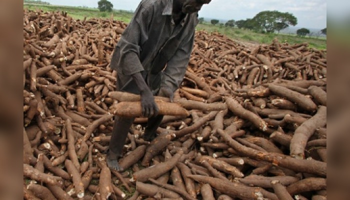 Cassava farmers in Oyo