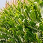 Kwara state sets ups agricultural development