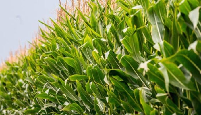 Kwara state sets ups agricultural development