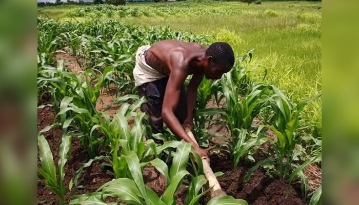 Nigeria’s agricultural sector