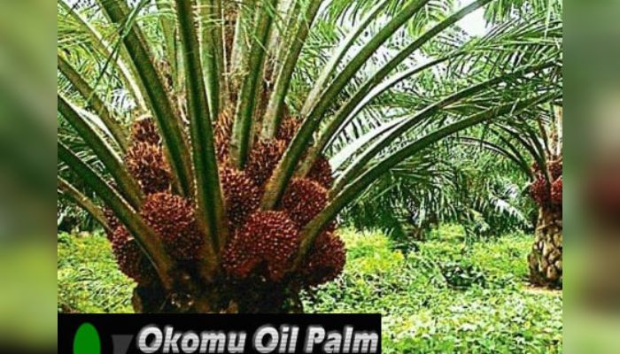 Okomu Oil