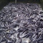 fish production