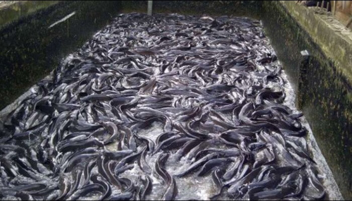 fish production